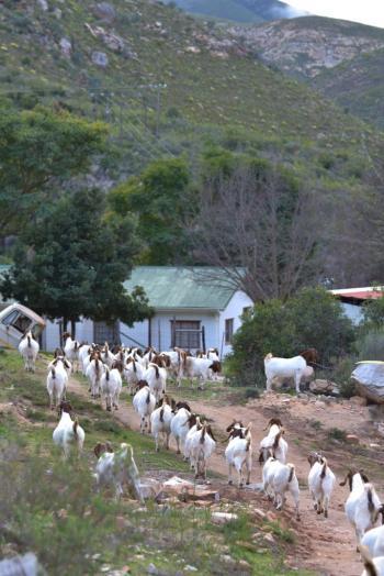 0 Bedroom Property for Sale in Joubertina Eastern Cape